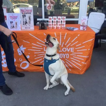 dog