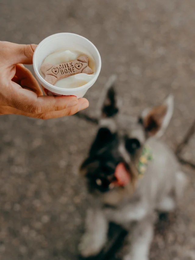 We know who really runs the house — bring them in for their Pup-Yo! 🐕❤️🍦