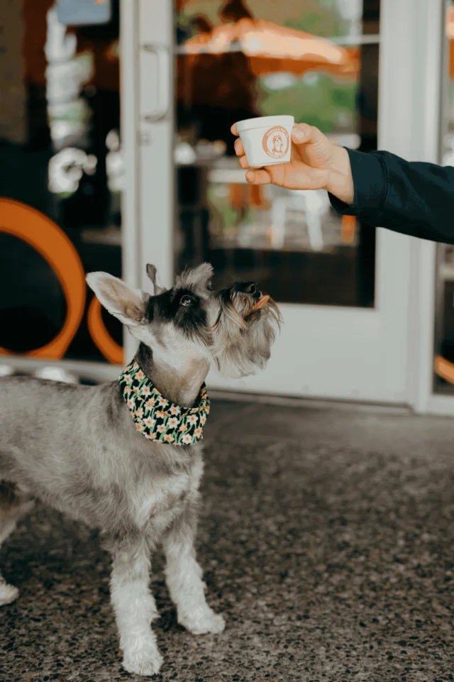 Your dog needs a sweet treat too 🫶🍦
ㅤ
Spoil your pup with something refreshing and delicious! (froyo, bone, pup emoji)
ㅤ
A portion of each cup goes to @pupznpalz_official to help pups in need!