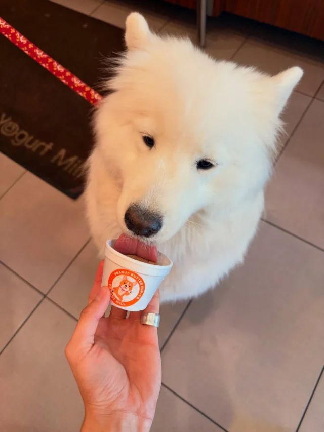 Pups before and after trying our pup yo 🦴✨