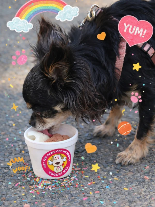 Get your paws off my PupYo 😉🌈🐾🍦